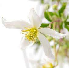 The clematis tangutica anita is one of 2 members of the tangutica family that we grow to be white ( all the others are yellow) tangutica anita is just as free flowering as the other tangutica species and. Gold Waldrebe Anita Clematis Tangutica Anita Gunstig Online Kaufen