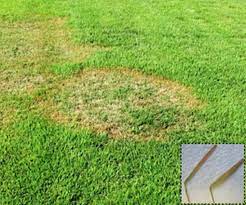 Mow to a height between 1 and 2 inches tall when blades reach 2 1/2 to three inches. Large Brown Patch Of Zoysia Lawns