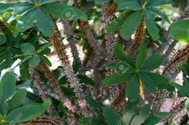 Image result for Oeceoclades decaryana