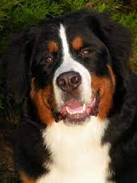Say hello to these friendly, playful, and extra adorable puppies! Aka Bernese Mountain Dogs Http Www Akabernesemtdogs Com