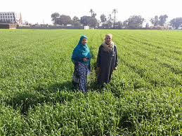 لجنة فنية من معهد بحوث المحاصيل لمتابعة زراعة القمح بالدقهلية صور agri2day اجري توداي
