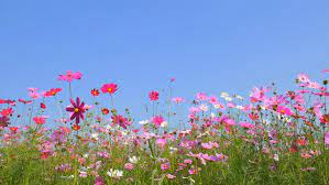 We did not find results for: Cosmos Flower Field With Blue Stock Footage Video 100 Royalty Free 14310805 Shutterstock
