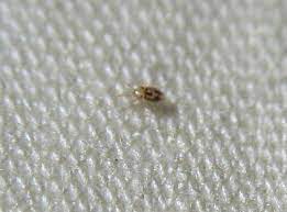 When rat mites bite your skin, they cause dermatitis similar to bedbugs: Biting Mites Tropical Rat Mite Or Tropical Fowl Mite What S That Bug