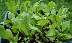 Ensure the soil is aerated and ready to receive seeds. Growing Mustard Greens Salad With Spice Epic Gardening