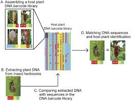 All activities are carried out in costa rica over five weeks, during which time the course will be based at research stations and nature reserves. Tropical Plant Herbivore Networks Reconstructing Species Interactions Using Dna Barcodes