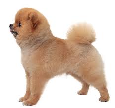 「博美犬」的圖片搜尋結果