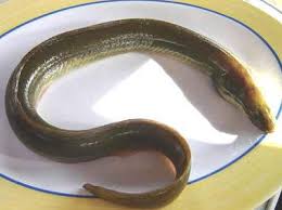 Les prix de vente oscillent entre 150 et 200 euros le kilogramme ; Anguille Definition Et Recettes De Anguille Supertoinette