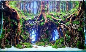 Like the nature aquascapes, though, rockwork and driftwood are often used, though not as extensively. Gorgeous 60x30x35 Cm Wild Forest Style Aquascape Tank Aquascape Nature Aquarium Aquarium