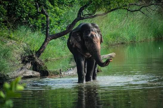 Fifty-six elephants gather in Chitwan, Nepal for 15th World Elephant Day  picnic with 20 varieties of food