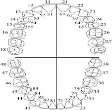 Pdf Three Dimensional Interactive Dental Charting Three