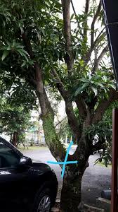 Soursop leaves 红毛榴莲叶 daun durian belanda these pictures of this page are about:mesin cantas dahan pokok. Done Kerja Kerja Mencantas Dahan Pokok Mangga Dan Membuang Sisa Dahan Di Perumahan Taman Jati Rawang Jika Berminat Untuk Mengunakan Perkhidmatan Kami Boleh Whatsapp Atau Terus Hubungi Kami Di Nombor Berikut