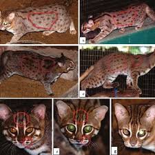 Small wild cats big cats cool cats beautiful cats animals beautiful margay cat kittens cutest cats and kittens rusty spotted cat. Pdf A Preliminary Investigation Of The Behaviour Of Rusty Spotted Cat Prionailurus Rubiginosus In Captivity