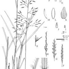 Image result for Eragrostis atrovirens