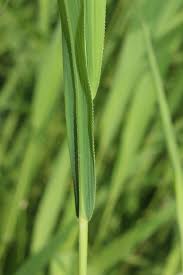 Image result for Leersia