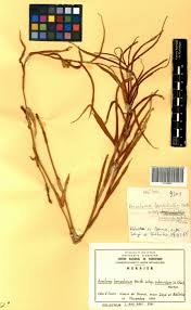 Image result for Aneilema lanceolatum