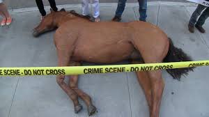Peta Nyclass Protesters Beating A Dead Horse Freak Out Passerby Anti Carriage Demo 6 16 14 Youtube