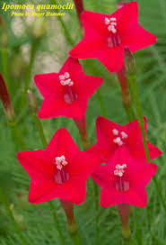 Image result for Ipomoea quamoclit