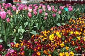Thoroughly soak the soil around your newly planted flowers. Companion Planting 11 Flowers That Grow Well Together Florgeous