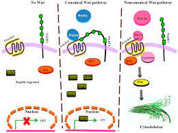 42 basi g, frigon n, barbour r, doan t, gordon g, mcconlogue l, sinha s, zeller m. Ijms Free Full Text G Protein Coupled Receptors In Cancer Html