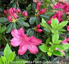 Maybe you would like to learn more about one of these? Azalea