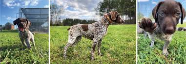 German wirehaired pointer puppies nc. Grove Hill Gundogs