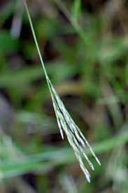 Image result for Arthraxon