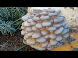 Bidonda Istiridye Mantari Nasil Yetistirilir How To Grow Oyster Mushroom In A Plastic Can Youtube Mantar Istiridye Bitki
