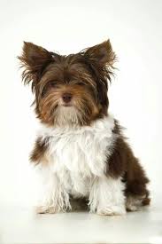 Biro Yorkshire Terrier Biewer Yorkie Yorkshire Terrier Fluffy Dogs