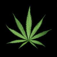 A növény virágzatán és a kísérőleveleken nagy számban. Marihuana Gifs Get The Best Gif On Gifer