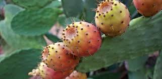 El concepto hace referencia a una planta que pertenece a un detalle que no muchos conocen acerca de los cactus es que son capaces de absorber la radiación que emanan los dispositivos electrónicos. Tuna Beneficios Propiedades Y Valor Nutricional
