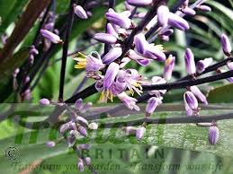 Image result for Cordyline stricta