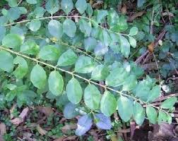 Image result for Ligustrum sinense