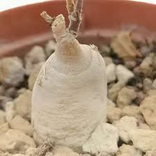 Image result for Raphionacme procumbens