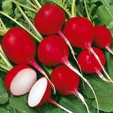 Radis Noir Rouge Passes Piquant On Ne Jette Pas On S Adapte Solution Recette Ensemence Radis Rouge Et Radis