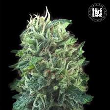 Desde 8,00€ 1 semilla ¡en stock! Green Scout Cookies Bulk Seed Bank