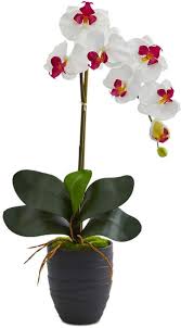 Flowering Light Cycle Interrupted Here S How To Deal With It In 2020 Phalaenopsis Orchid Orchid Flower Arrangements Orchids