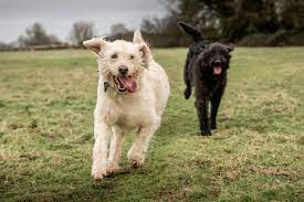 Ready to leave ready to leave: Labradoodles The Ultimate Companion From Allergy Compatible Guide Dog To Beloved Family Pet Country Life