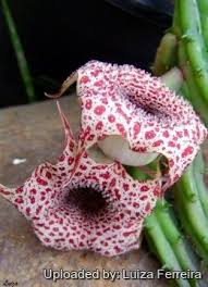 Image result for Huernia hislopii
