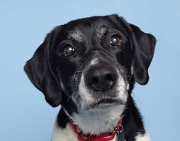 My Name Is Benjamin I M A Wonderful 10 Year Old Lab Great Pyrenees Mix In Search Of My New Family I M An Easygoing Fellow Who Loves Leisurely Walks And Petti