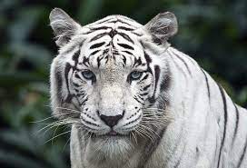Riesenauswahl an werkzeug und baumaterial. Hd Wallpaper Tigre Branco Fauna Felino Lindo Animal Natureza Animals Wallpaper Flare