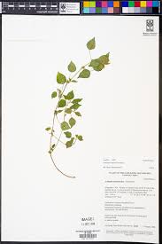 Image result for Acalypha brachystachya