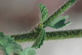 Image result for Hibiscus micranthus