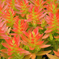 Image result for Crassula capitella