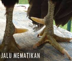 Bentuk dan model kaki ayam petarung pukul saraf/ko : Berbagai Bentuk Jalu Yang Ditakuti Dan Mematikan