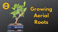 How to Grow Aerial Roots on an Indoor Bonsai - The Plastic Bag Method
