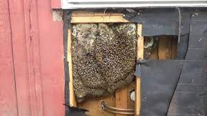 But super bee explained that it tries to. Bees In A Wall Removal And Relocation Youtube
