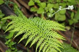 Image result for Pityrogramma argentea