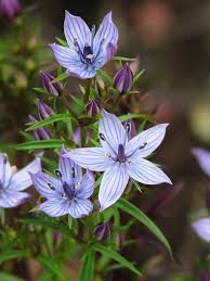 Image result for Swertia tetrandra