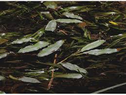 Image result for Potamogetonaceae