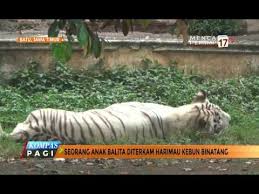 Merupakan tempat rekreasi sekaligus edukasi keluarga yang. Seorang Balita Diterkam Harimau Di Kebun Binatang Youtube
